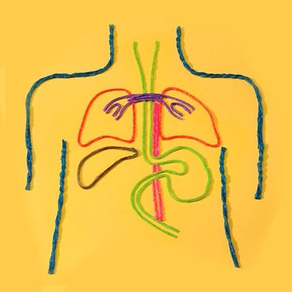 Digestive System