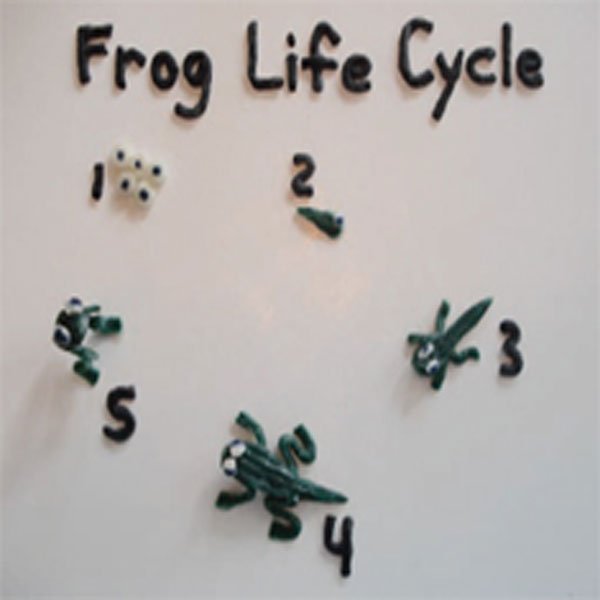 Use Wikki Stix to demonstrate the Frog Life Cycle.